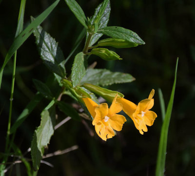 Sticky Monkey Flowers