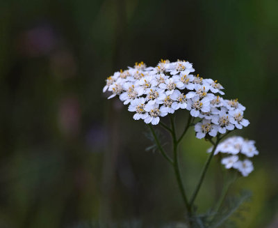 Yarrow