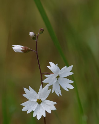 Woodland Star