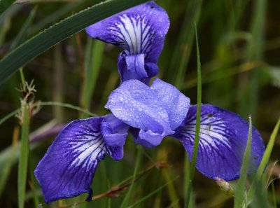 Douglas Iris With Dew Drops