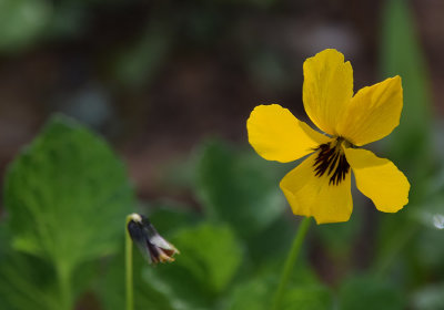 California Golden Violet With Leaf