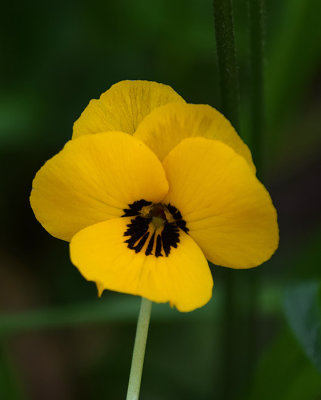 California Golden Violet