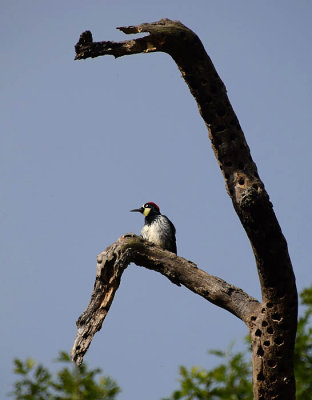 Acorn Woodpecker