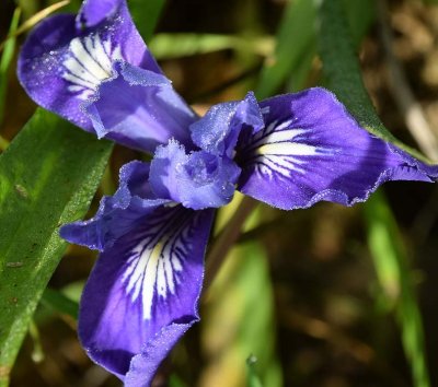 Douglas Iris