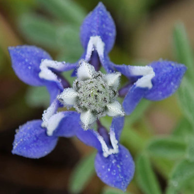 Sky Lupine - Star Top
