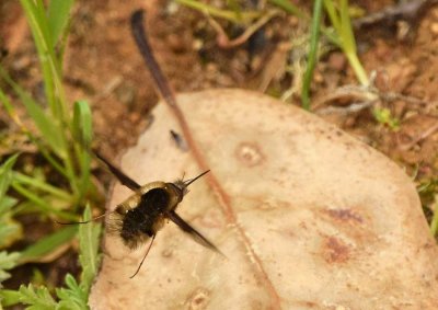 Large Bee-fly 2