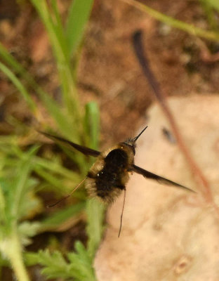 Something new (to me) - a Large Bee-fly