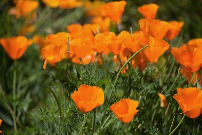 Poppies