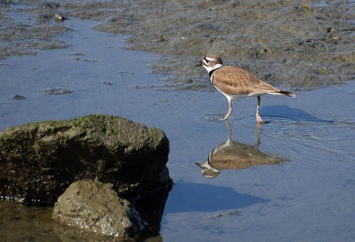 Killdeer Reflections