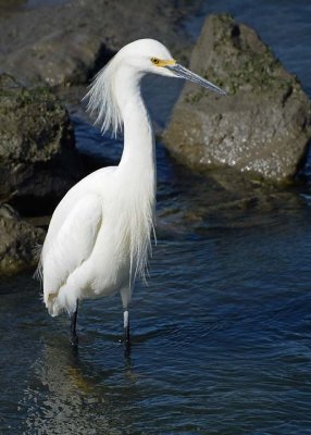 Feathery Snowy Egret
