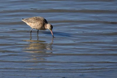 Marbled Godwit