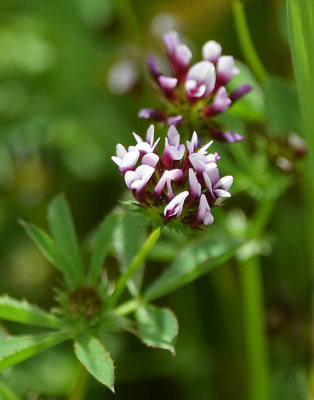 Beautiful Springbank Clover