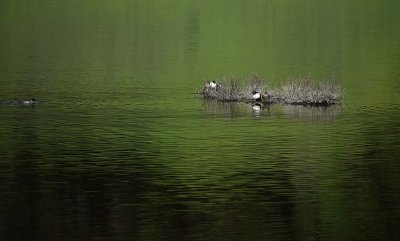 Green Water Reflections