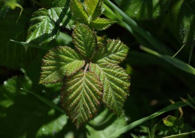 Wild Berry Leaves