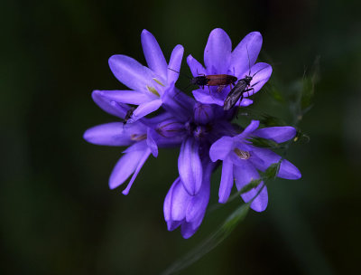 Blue Dicks with Bugs