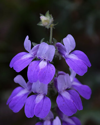 Purple Chinese Houses