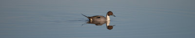 Pintail Reflections