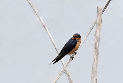 Barn Swallow - X Marks the Spot