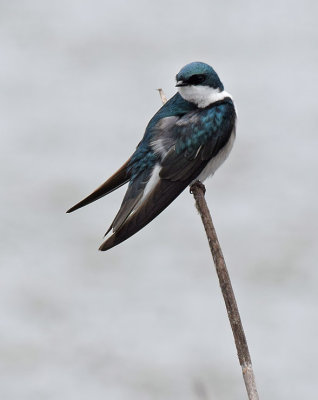 Tree Swallow Twist