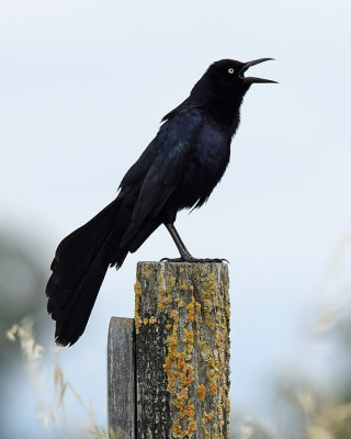 Great Tailed Grackle Calling