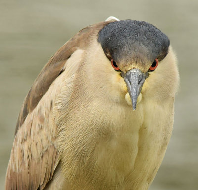 Night Heron Glare