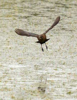 Female Great Tailed Grackle In Flight