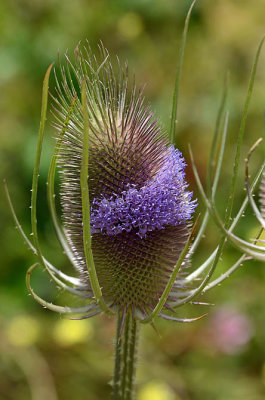 Common Teasel In Bloom
