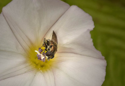Fly Face In Morning Glory