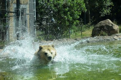 Grizzly Big Splash