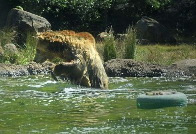 Dripping Paws