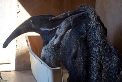 Giant Anteater With Baby