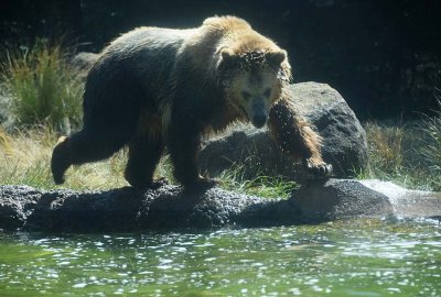 Hunting Fish