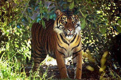 Tiger Glare