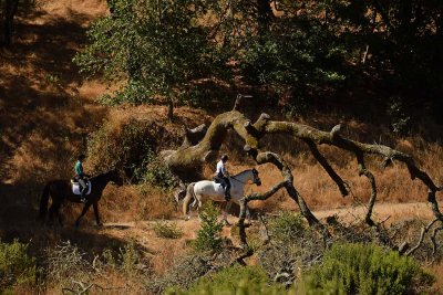 Two Horses