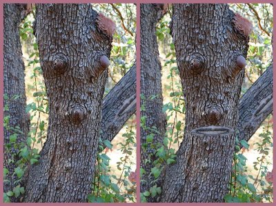 Tree With A Face