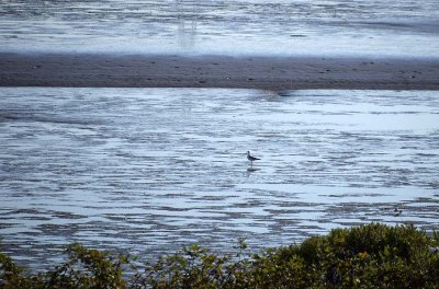 7/20/16: Gull On Shore