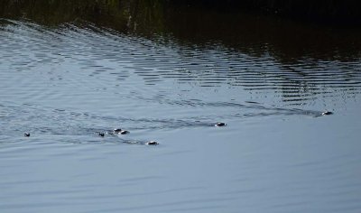 Seven River Otter Pups