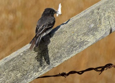 7/27/16: Black Phoebe with a Moth