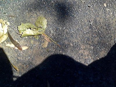Crumpled Leaf