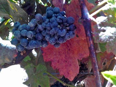 Grapes