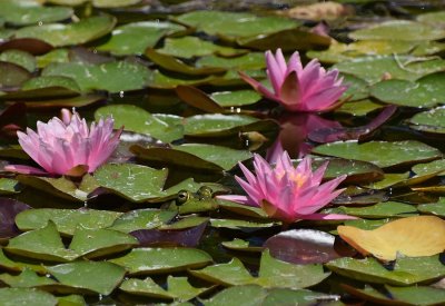 Three Water Lilies and a Toad