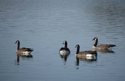 Four Geese In Calm Waters