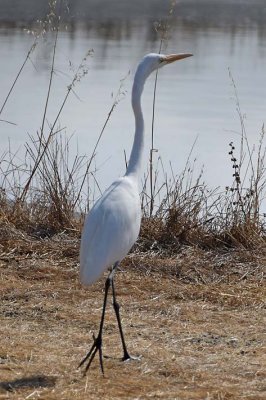 Great Egret Walk
