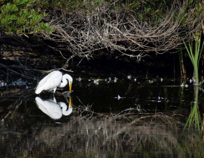 Reflection of a Great Egret