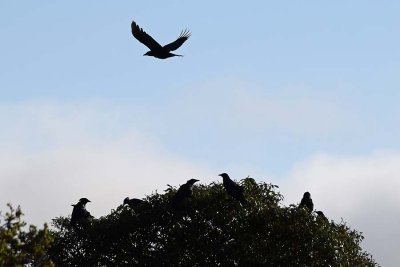 A Mob of Crows