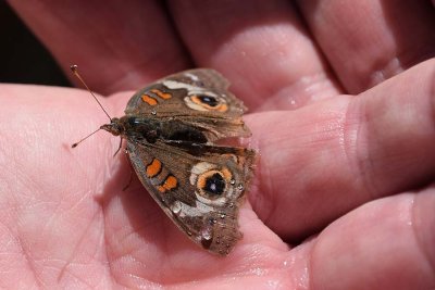 Rescued Buckeye