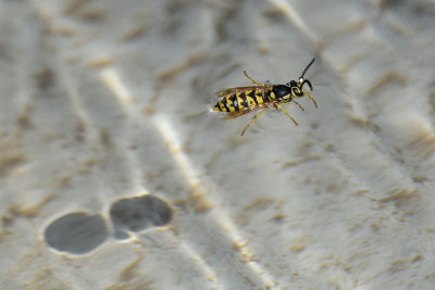 Yellow Jacket in the Fountain