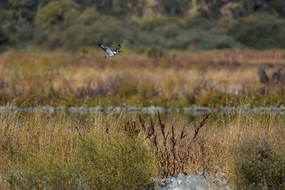 Male Kingfisher In Flight (from far - not great)