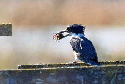 Kingfishers