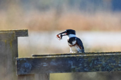 Female Kingfisher with Crayfish